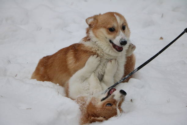 istock Two corgis playing in the snow 1036543552