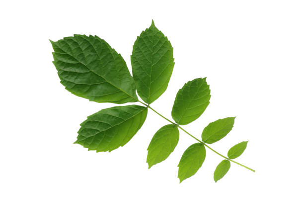 istock Green leaves isolated on white background 1036551100