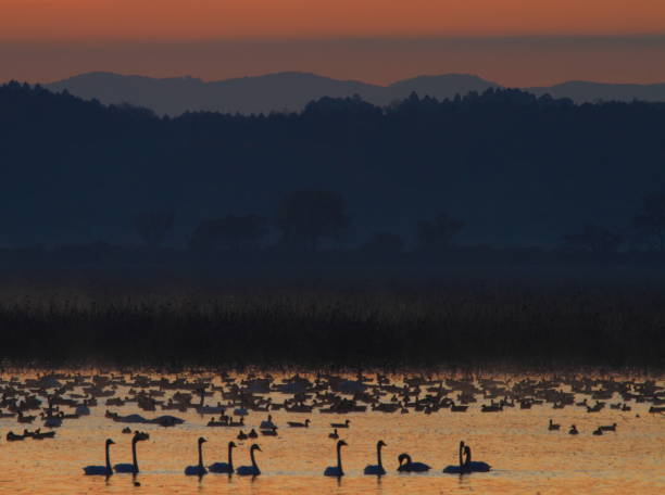 istock Dawn of a wetland 1036551286
