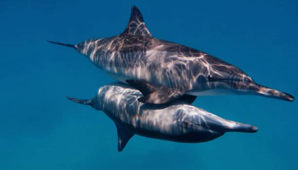 istock Couple of wild bootlenose dolphins 1036557732