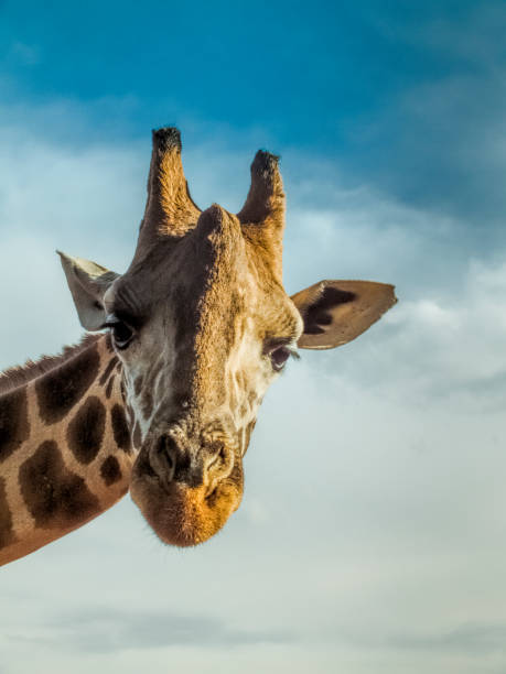 istock Face of a Giraffe 1036558370
