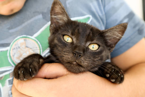 istock young boy holding little black cat 1036577788