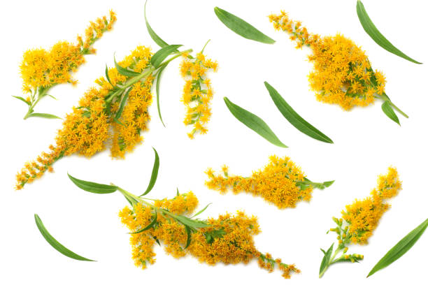 istock Goldenrods ( Solidago gigantea ) flowers isolated on white background. top view 1036586058