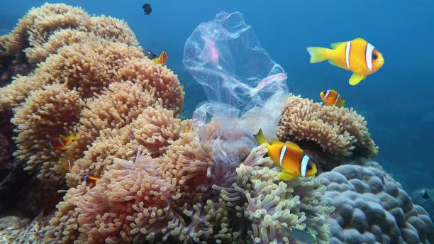 Plastic pollution of the coral reef Beautiful coral reef with sea anemones and clownfish polluted with plastic bag - environmental protection concept habitat destruction stock pictures, royalty-free photos & images