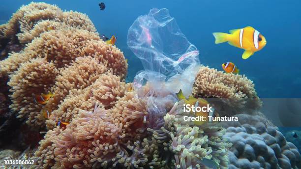 Plastic Pollution Of The Coral Reef Stock Photo - Download Image Now - Sea, Plastic, Pollution