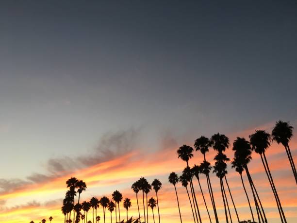 istock Line of palm trees at sunset 1036593892