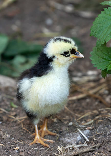 Swedish Flower Hen baby chicken. The Swedish Flower Hen, Swedish: Skånsk Blommehöna, is an endangered traditional Swedish breed of domestic chicken.
