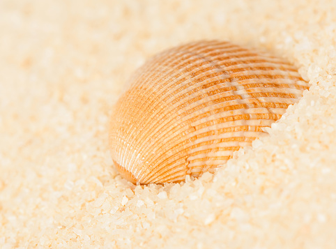 Stock photo showing close-up view of heart shape of seashells on a sunny, golden sandy beach with sea at low tide in the background. Romantic holiday and honeymoon concept.
