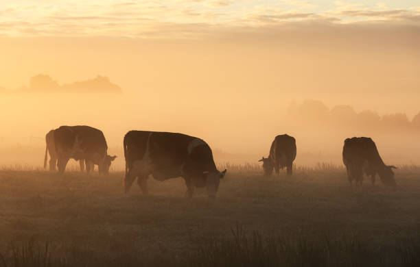 istock A family of dutch cows 1036599042