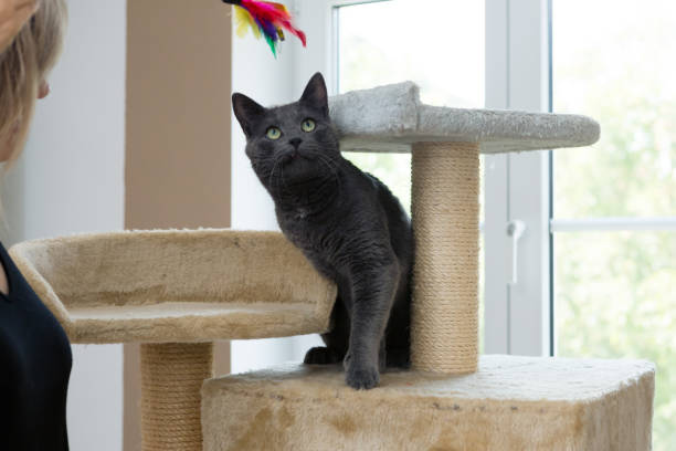 woman holds pet toy, plays with young gray cat