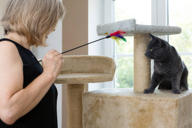 istock playful gray shorthair cat 1036605502