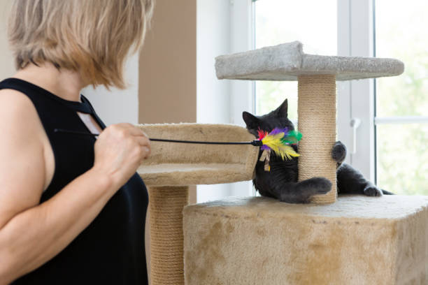istock playful gray shorthair cat 1036606054