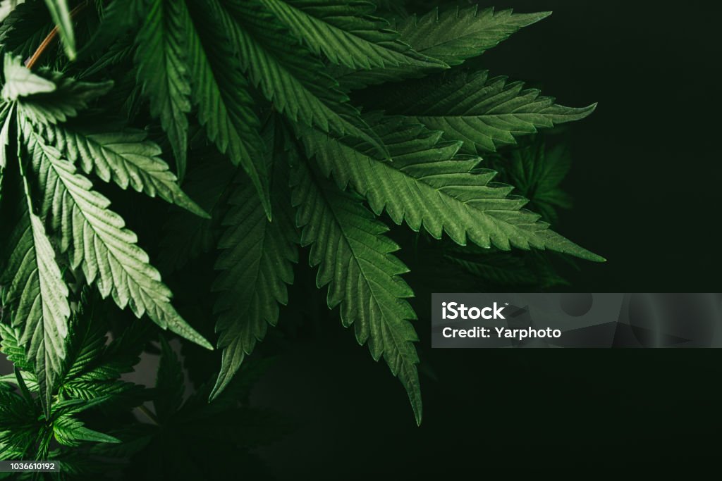 cannabis maconha do arbusto natureza fazenda verde - Foto de stock de Cânhamo - Cannabaceae royalty-free