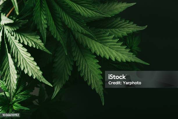 Foto de Cannabis Maconha Do Arbusto Natureza Fazenda Verde e mais fotos de stock de Cânhamo - Cannabaceae - Cânhamo - Cannabaceae, Maconha, Erva