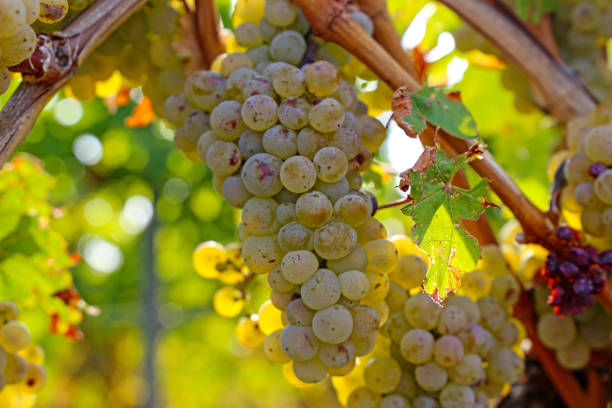 виноград на виноградной лозе - chenin blanc стоковые фото и изображения