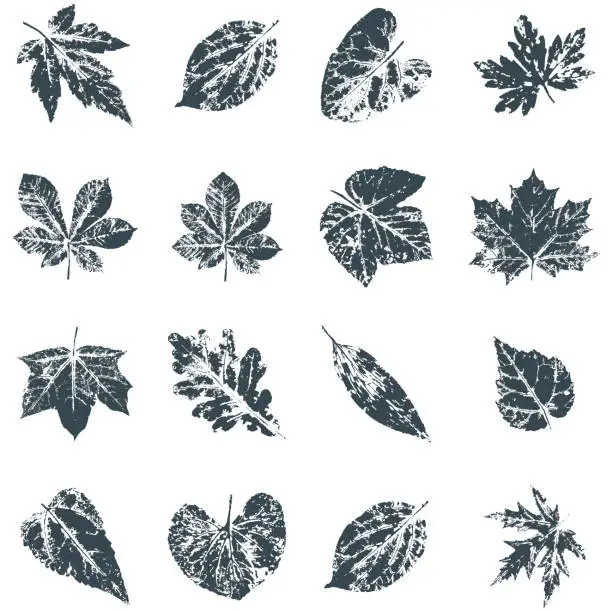Vector illustration of Vector Leaf print. Inkprinted leaves of the trees on paper