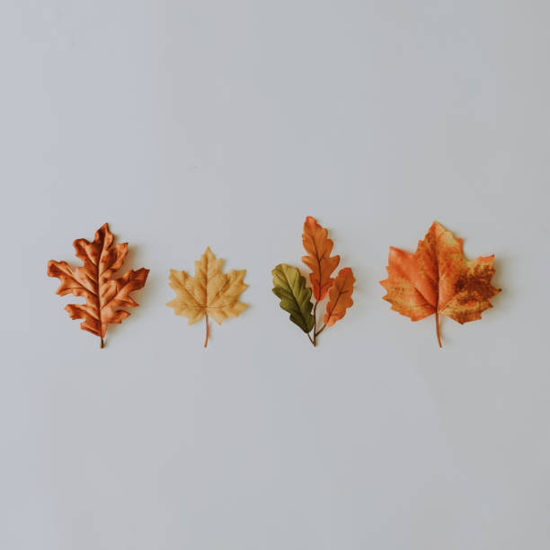 istock Creative autumn layout made with yellow fallen laeves and nuts. 1036614974