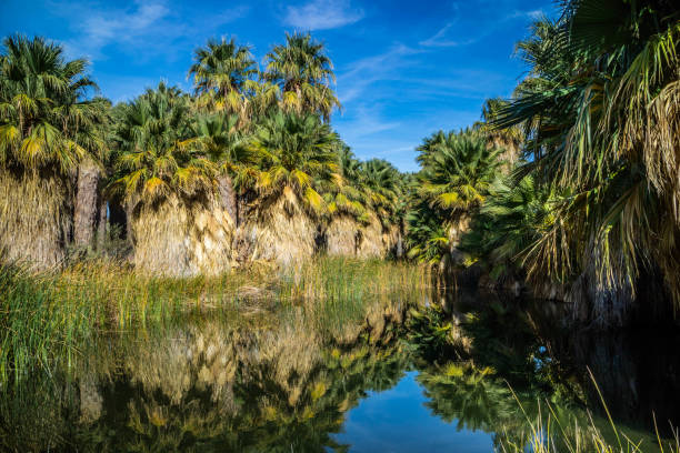 Simone Pond at McCallum Grove in Palm Spring, California