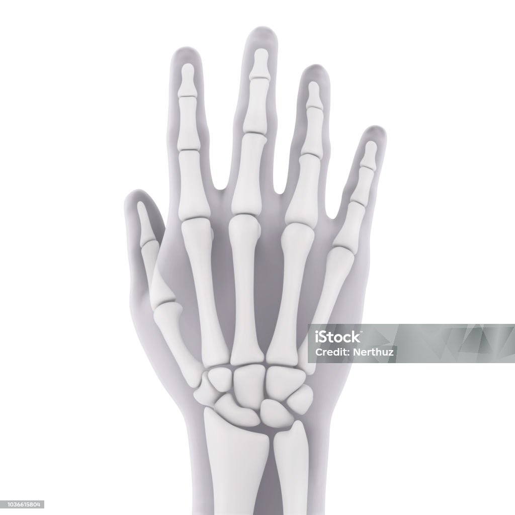 Human Hand Anatomy Isolated Human Hand Anatomy isolated on white background. 3D render Anatomy Stock Photo