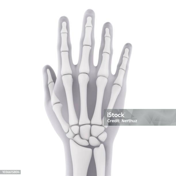 Human Hand Anatomy Isolated Stock Photo - Download Image Now - Anatomy, Arm, Arthritis