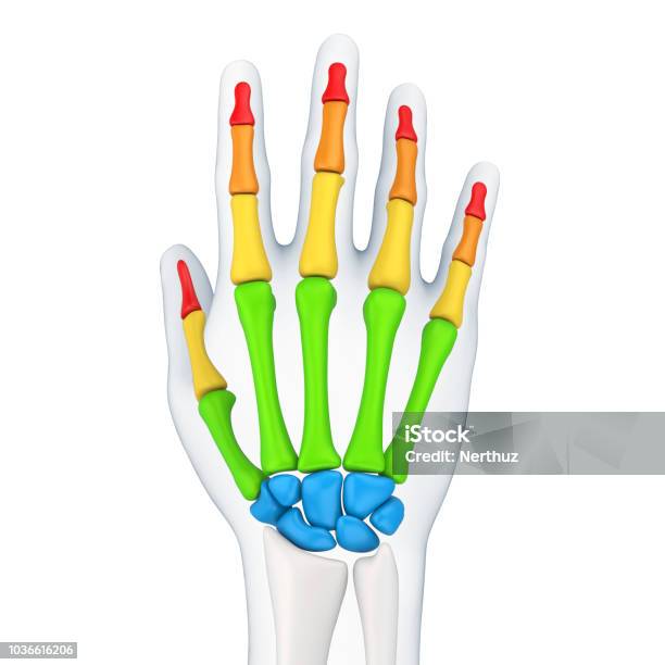 Human Hand Anatomy Isolated Stock Photo - Download Image Now - Anatomy, Arm, Arthritis