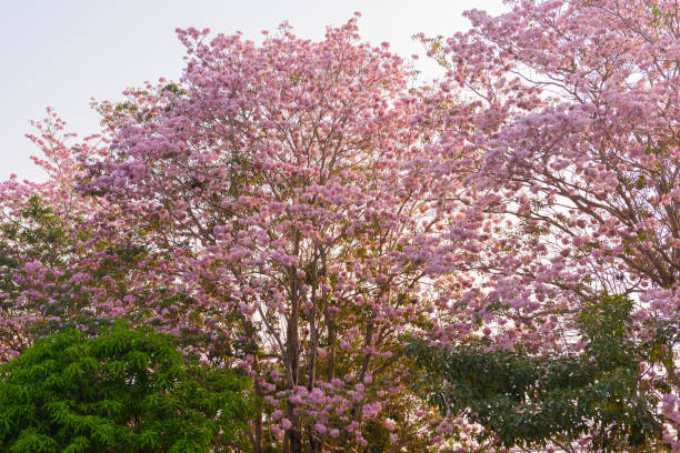 istock Tabebuia rosea is a Pink Flower neotropical tree 1036616334