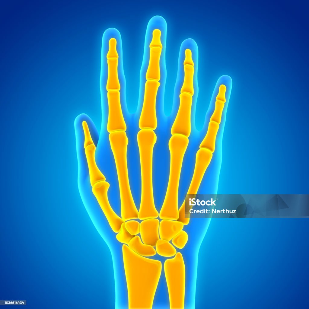 Human Hand Anatomy Illustration Human Hand Anatomy Illustration. 3D render Arthritis Stock Photo