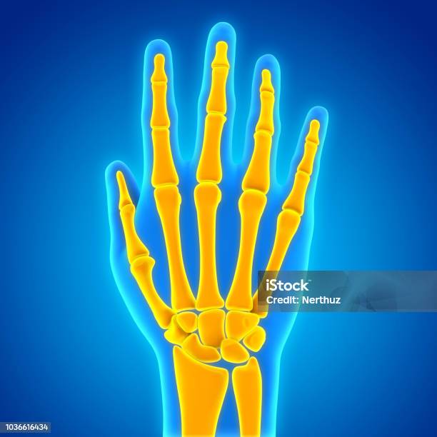 Human Hand Anatomy Illustration Stock Photo - Download Image Now - Arthritis, Hand, X-ray Image