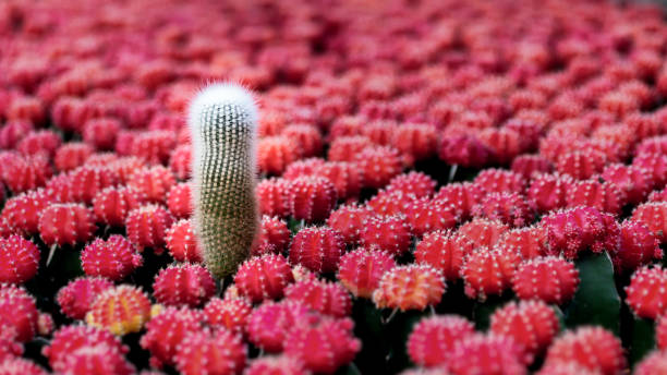 I am special I am special. I took this image at a farm. The cactus protruding out from the rest is very eye catching. Its like shouting 'stand-out', 'unique' and 'special'. It breaks the pattern. Very different. protruding stock pictures, royalty-free photos & images