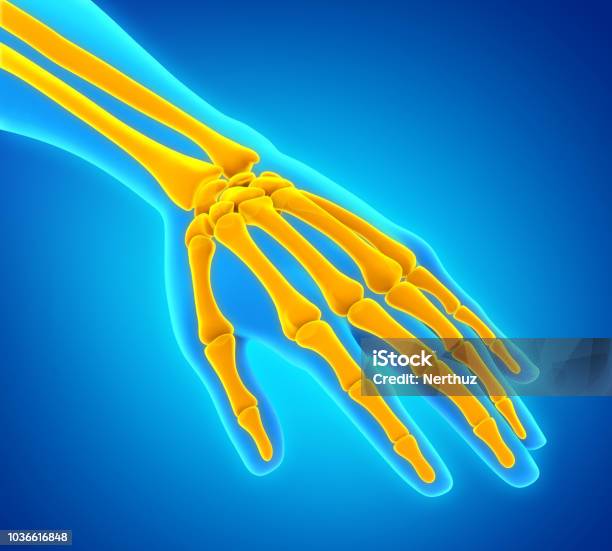 Human Hand Anatomy Illustration Stock Photo - Download Image Now - Anatomy, Arm, Arthritis