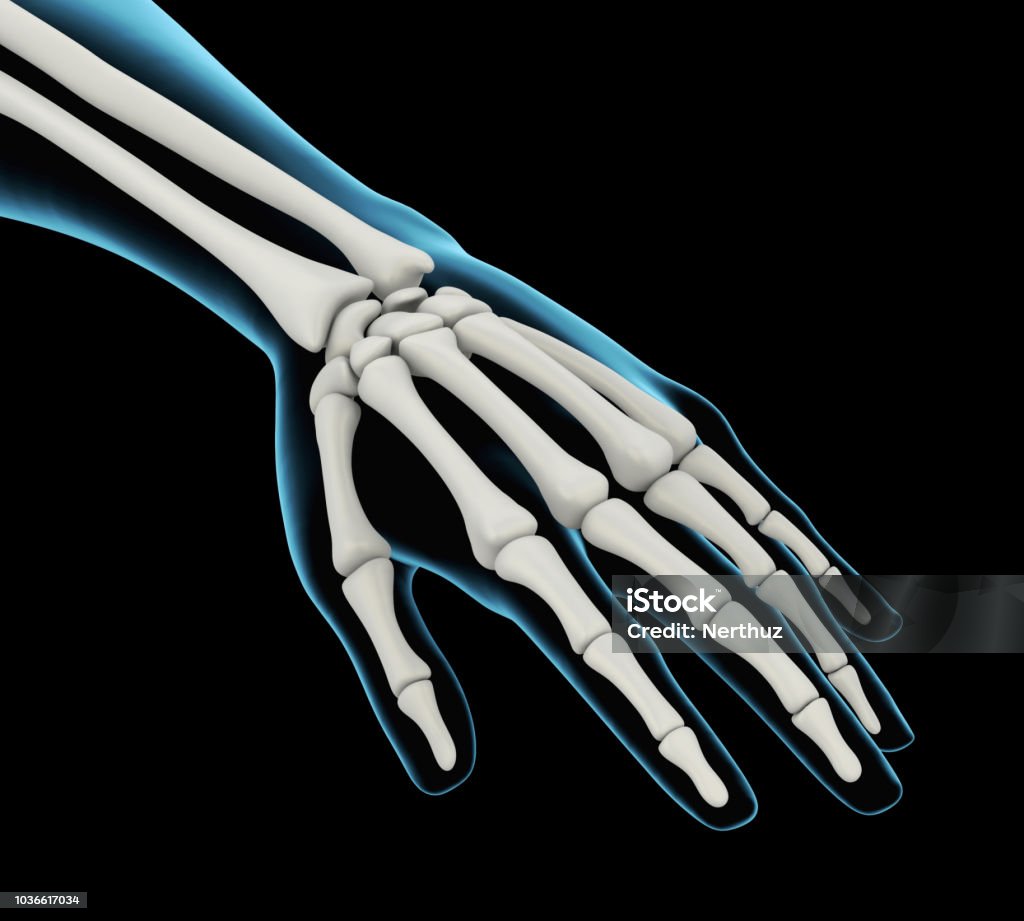 Human Hand Anatomy Illustration Human Hand Anatomy Illustration. 3D render Anatomy Stock Photo