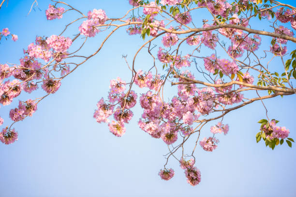 istock Tabebuia rosea is a Pink Flower neotropical tree and blue sky 1036621162