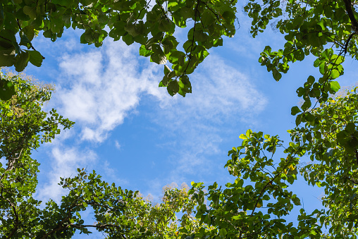 Blue sky framing with green leaves of tree