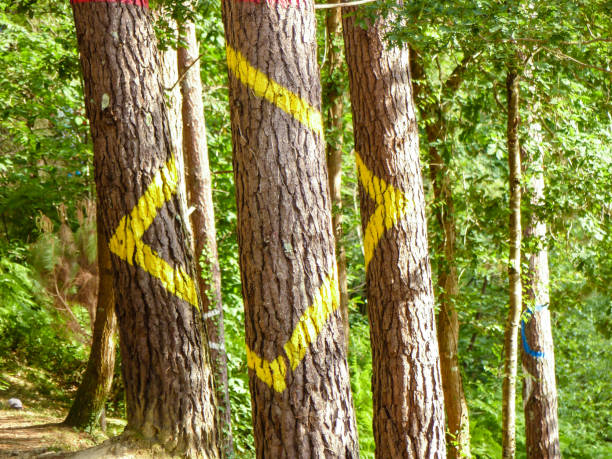 Painted forest in Oma, Basque Country. Ibarrola