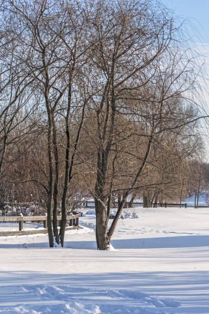 istock Winter landscape with trees in a snow-covered park 1036630108
