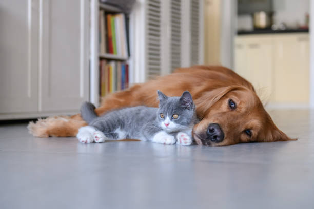 istock Golden Retriever and Kitten 1036630594