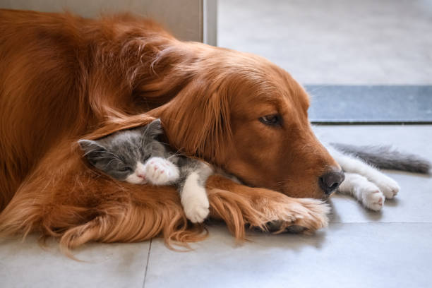 istock Golden Retriever and Kitten 1036630644