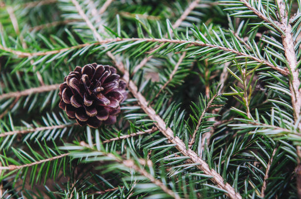 istock Fir cone on spiny branches of evergreen tree. Background 1036644774