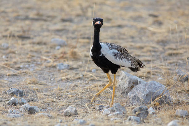Southern Black Korhaan. Etosha National Park, Namibia.