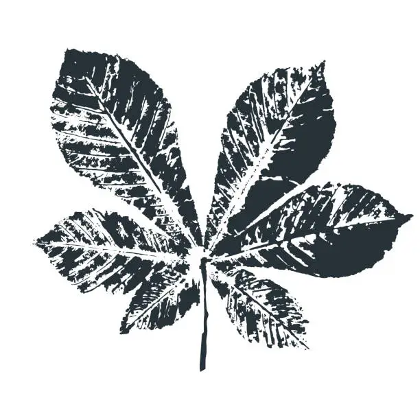 Vector illustration of Vector chestnut Leaf print. Inkprinted leaves of the trees on paper