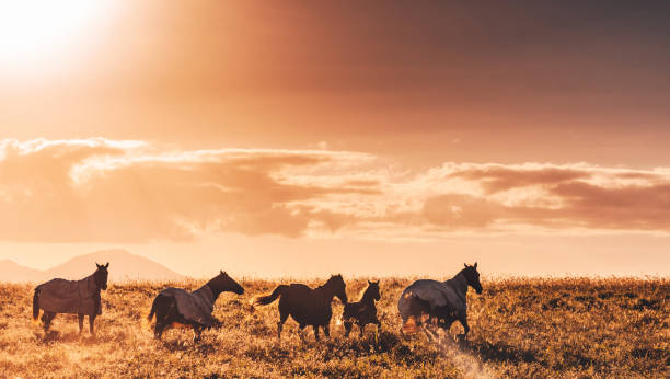 wild horses in australia wild horses in australia wild animal running stock pictures, royalty-free photos & images