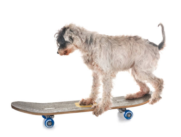istock old tibetan terrier and skateboard 1036655984