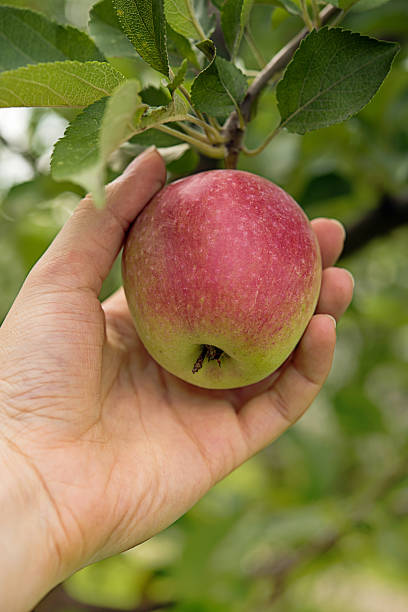 istock Ripe apple in farmer's hand 1036659474