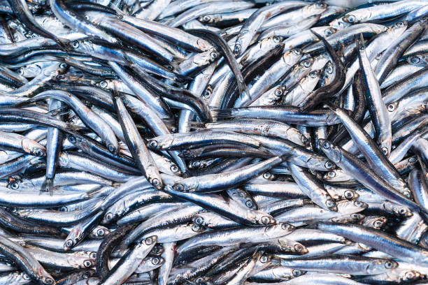 istock Horse Mackerel Fish in fish market 1036659526
