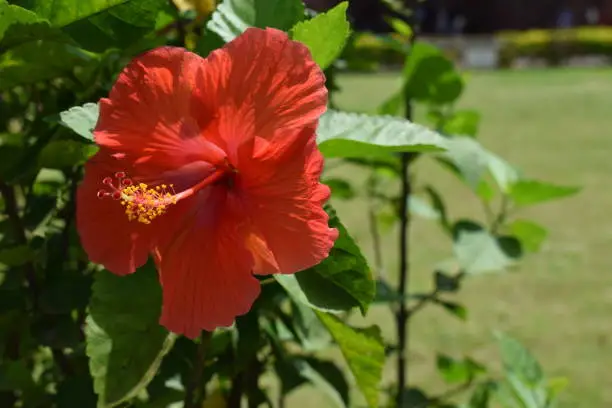 Red Hibiscus against green background