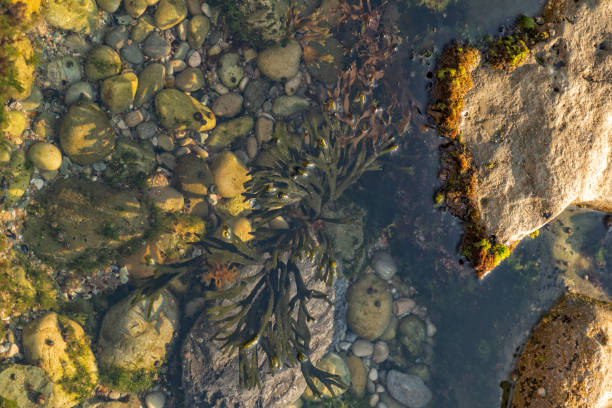istock Close up of algae on rock. Marine life. 1036664584