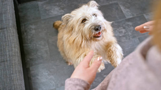 istock Woman playing with dog 1036669746