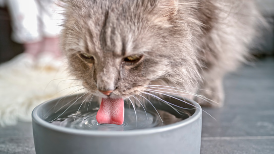 Close-up of tabby cat drinking water from bowl.