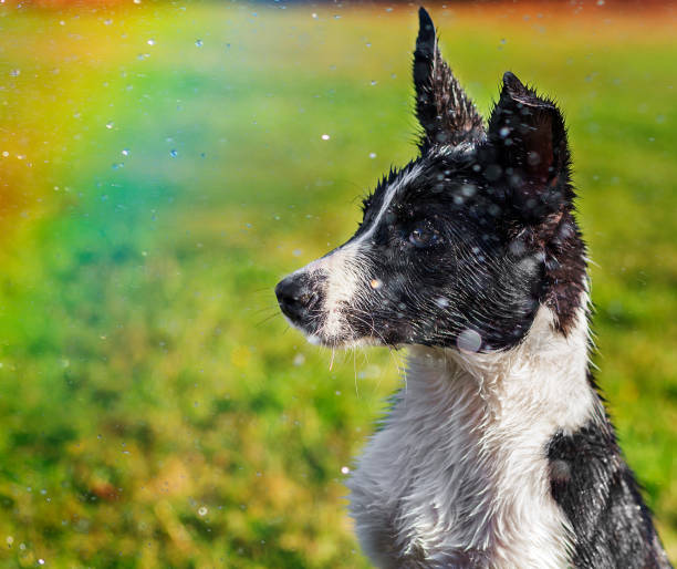 urocza granicy collie szczeniak moczenie mokre w deszczu. uszy perked się. - ears perked zdjęcia i obrazy z banku zdjęć