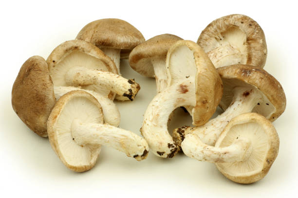 istock Mushrooms: Shiitake Mushrooms Isolated on White Background 1036679322